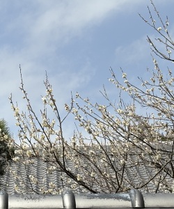 早春の便り-白梅ほころぶ頃